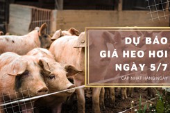 Dự báo giá heo hơi ngày 5/7: Giá thu mua có tiếp tục đi ngang trên diện rộng?