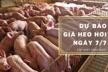 Dự báo giá heo hơi ngày 7/7: Thị trường sẽ điều chỉnh giảm trong ngày mai?