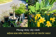 Mệnh Kim nên trồng cây gì trước nhà? Gợi ý loại cây thích hợp nhất cho gia chủ