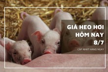 Giá heo hơi hôm nay 8/7: Duy trì đà tăng ở cả ba miền