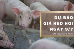 Dự báo giá heo hơi ngày 9/7: Ba miền sẽ tiếp đà đi lên trong ngày mai?