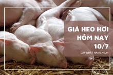 ‏Giá heo hơi hôm nay 10/7: Thị trường tuần tới có duy trì đà tăng trên diện rộng?‏