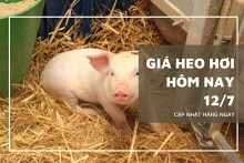 Giá heo hơi hôm nay 12/7: Giá thu mua tiếp tục‏ ‏tăng 1.000 - 4.000 đồng/kg‏