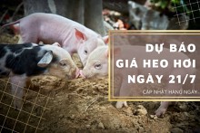 Dự báo giá heo hơi ngày 21/7: Thị trường có chững lại trong thời gian tới?