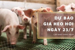 Dự báo giá heo hơi ngày 23/7: Thị trường tiếp tục tăng - giảm trái chiều?