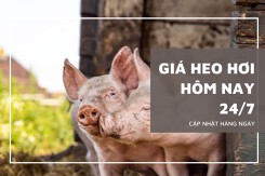 Giá heo hơi hôm nay 24/7: Thị trường tuần tới liệu có tiếp tục tăng mạnh?