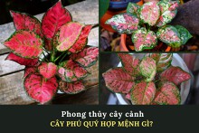 Cây phú quý hợp mệnh gì? Cách trồng và chăm cây để rước tài lộc