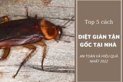 Top 5 cách diệt gián tận gốc tại nhà an toàn và hiệu quả nhất 2022