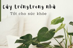 Top 5 cây trồng trong nhà tốt cho sức khỏe mà các gia đình nên biết