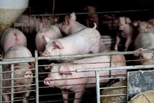 Giá heo hơi hôm nay 8/5: Tiếp tục tăng giảm trái chiều trong tuần tới?
