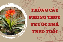 Trồng cây phong thủy trước nhà theo tuổi giúp ‘rước’ tài lộc, ‘gặt’ vận may