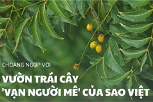 Choáng ngợp với những khu vườn trái cây ‘vạn người mê’ của sao Việt