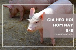 Giá heo hơi hôm nay 8/8: Giảm nhẹ trong ngày đầu tuần