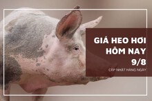 Giá heo hơi hôm nay 9/8: Một vài nơi tiếp tục biến động trái chiều