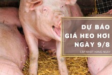 Dự báo giá heo hơi ngày 9/8: Các địa phương tiếp tục đi xuống?