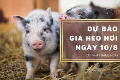 Dự báo giá heo hơi ngày 10/8: Giá thu mua sẽ tiếp tục biến động vào ngày mai?