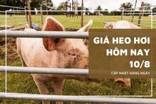 Giá heo hơi hôm nay 10/8: Điều chỉnh trái chiều cao nhất 6.000 đồng/kg