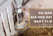 Dự báo giá heo hơi ngày 11/8: Thị trường có xu hướng tăng trở lại?