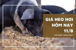 Giá heo hơi hôm nay 11/8: Một số địa phương tiếp tục tăng nhẹ