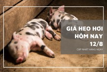Giá heo hơi hôm nay 12/8: Điều chỉnh trái chiều từ 1.000 đồng/kg đến 3.000 đồng/kg