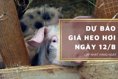 Dự báo giá heo hơi ngày 12/8: Tiếp tục điều chỉnh tăng ở một vài nơi?
