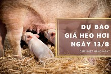 Dự báo giá heo hơi ngày 13/8: Các địa phương tiếp tục tăng giảm trái chiều?