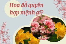 Hoa đỗ quyên hợp mệnh gì? Gợi ý vị trí trồng hoa hợp phong thủy