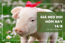 Giá heo hơi hôm nay 14/8: Thị trường sẽ phục hồi trở lại trong tuần tới?