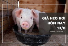 Giá heo hơi hôm nay 13/8: Tăng - giảm trái chiều ở cả ba miền
