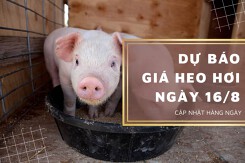 Dự báo giá heo hơi ngày 16/8: Miền Nam có tiếp đà tăng trong thời gian tới?