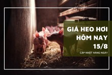 Giá heo hơi hôm nay 15/8: Tăng 1.000 đồng/kg ở một vài nơi