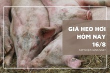 Giá heo hơi hôm nay 16/8: Biến động trái chiều cao nhất 4.000 đồng/kg