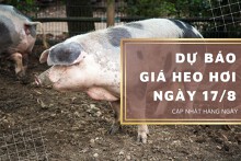 Dự báo giá heo hơi ngày 17/8: Thị trường tiếp tục biến động trái chiều?