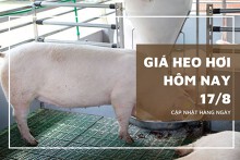 Giá heo hơi hôm nay 17/8: Miền Nam điều chỉnh tăng 2.000 đồng/kg