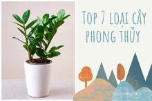 Top 7 loại cây phong thủy trồng giúp chiêu tài hút lộc cho gia chủ