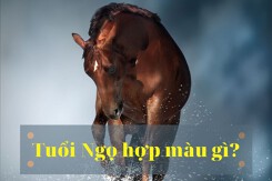 Tuổi Ngọ hợp màu gì: Lựa chọn màu sắc theo can chi và ngũ hành