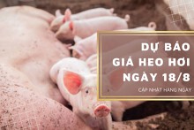 Dự báo giá heo hơi ngày 18/8: Đà tăng sẽ tiếp diễn tại miền Nam trong thời gian tới?