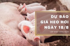 Dự báo giá heo hơi ngày 18/8: Đà tăng sẽ tiếp diễn tại miền Nam trong thời gian tới?