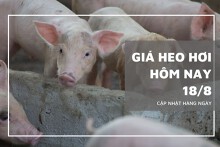 Giá heo hơi hôm nay 18/8: Đứng yên trên diện rộng