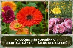 Hoa Đồng Tiền hợp mệnh gì? Chọn loại cây hợp phong thủy, tích tài lộc cho gia chủ