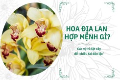 Hoa địa lan hợp mệnh gì? Các vị trí đặt cây để ‘chiêu tài đón lộc’