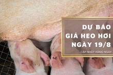 Dự báo giá heo hơi ngày 19/8: Thị trường biến động khác nhau?