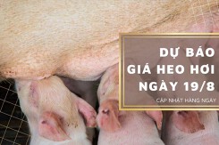 Dự báo giá heo hơi ngày 19/8: Thị trường biến động khác nhau?