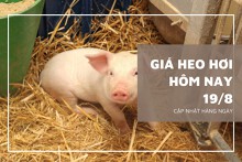 Giá heo hơi hôm nay 19/8: Biến động từ 1.000 đồng/kg đến 5.000 đồng/kg