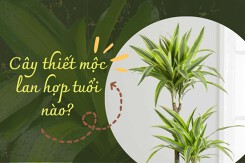 Cây thiết mộc lan hợp tuổi nào: Xác định đúng để ‘rước’ lộc vào nhà