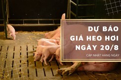 Dự báo giá heo hơi ngày 20/8: Thị trường sẽ tiếp tục biến động trong thời gian tới?