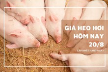 Giá heo hơi hôm nay 20/8: Tăng rải rác từ 1.000 đồng/kg đến 3.000 đồng/kg
