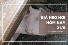 Giá heo hơi hôm nay 21/8: Xu hướng tăng - giảm trái chiều sẽ còn tiếp diễn trong tuần tới?