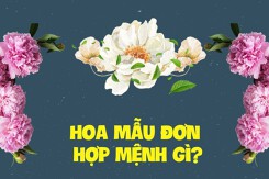 Hoa mẫu đơn hợp mệnh gì? Ý nghĩa phong thủy của từng màu hoa