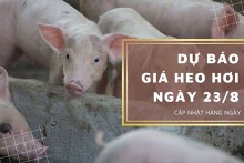 Dự báo giá heo hơi ngày 23/8: Một vài địa phương vẫn duy trì xu hướng đi lên?